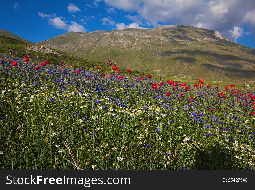 Mountain with many flowers