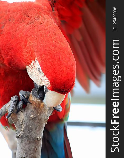 Photo of red parrot Macaw