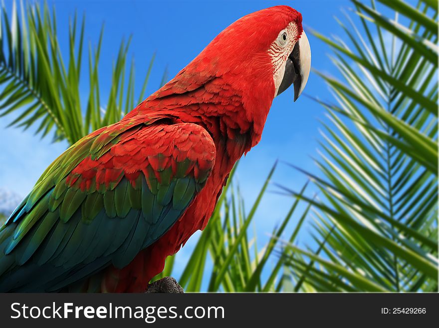 Photo of red parrot Macaw