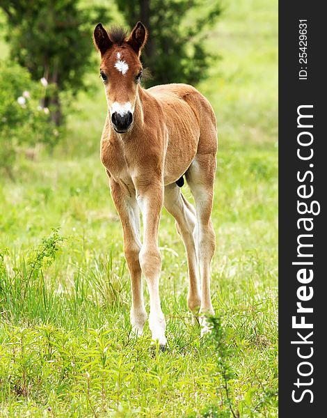 Young foal in the green field