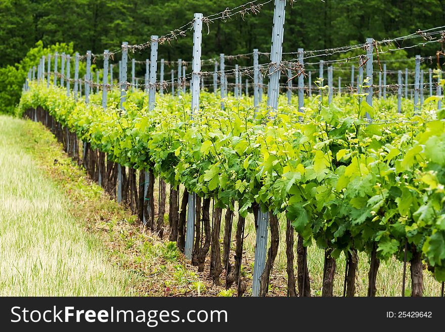 Beautiful rows of grapes in spring. Beautiful rows of grapes in spring