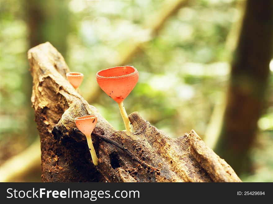 Closeup of red cup fungi in the forest