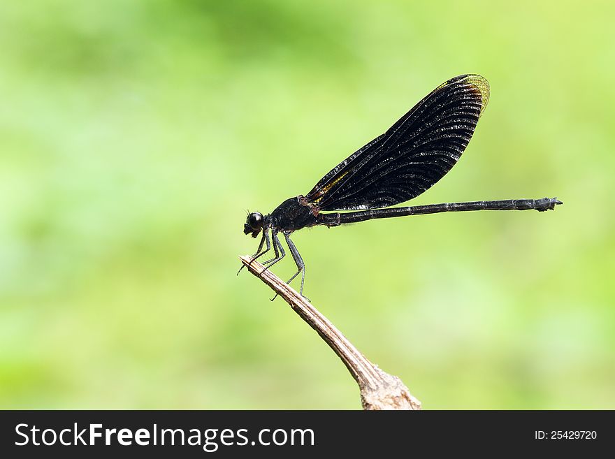 Closeup of black dragonfly on green nature background