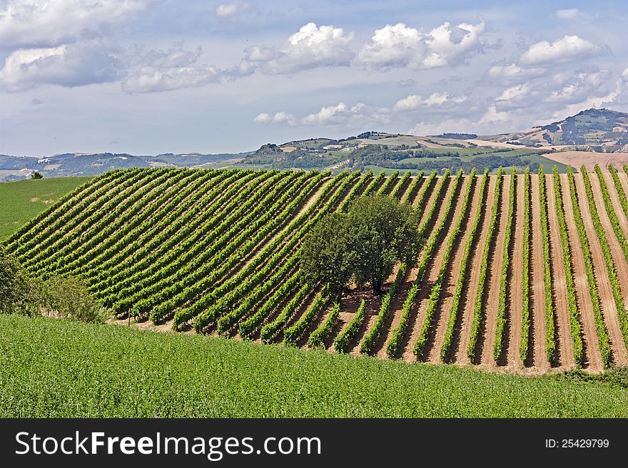 Rows of wine grape on the italian hills - rural landscape with vineyard. Rows of wine grape on the italian hills - rural landscape with vineyard