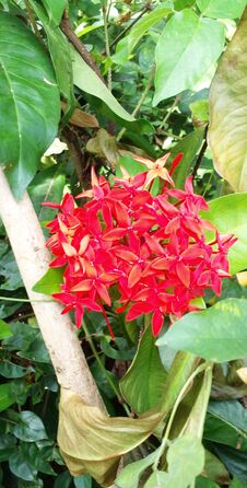 A View Of A Cluster Of Red Jungle Gernnium & X28 Ixora Coccinea& X29  Flowers In A Garden In Ceylon, Sri Lanka. A Beautiful Green Royalty Free Stock Images