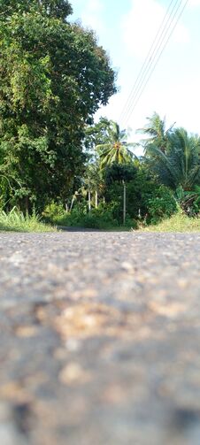 A View Of A Tarmac Road In Sri Lanka. A Beautiful Environment With Coconut Trees, Sand And Small Stones In The Green Background. Royalty Free Stock Photo