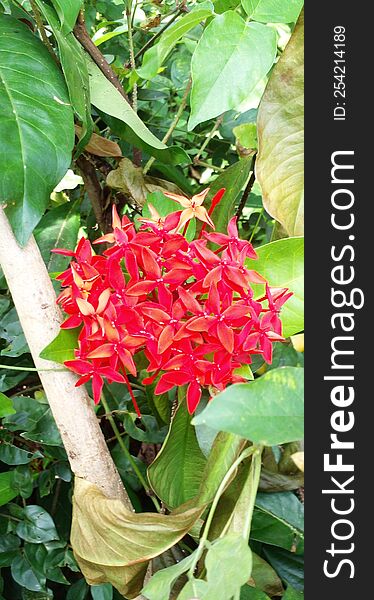 A view of a cluster of red Jungle gernnium & x28 Ixora coccinea& x29  flowers in a garden in Ceylon, Sri Lanka. A beautiful green