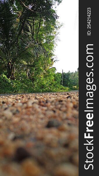 A view of a tarmac road in Sri Lanka. A beautiful environment with coconut trees, sand and small stones in the green background.