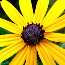 Flower Portrait - Black-Eyed Susan Flower With Vibrant Yellow Petals Stock Photos