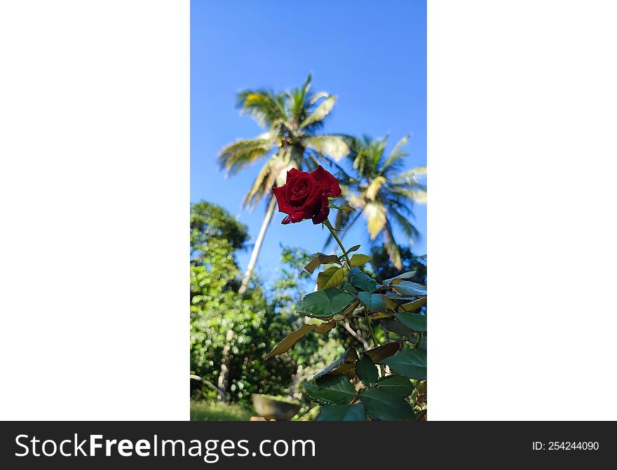 Red rose with beautiful scenery under cloudy blue sky