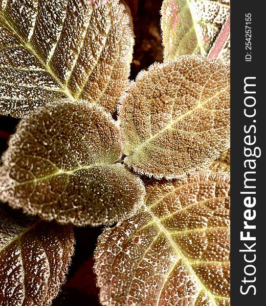 episcia african violet family pink flowers background beautiful leaves water drops morning view