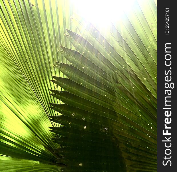 beautiful sun light on pham leaves details green background