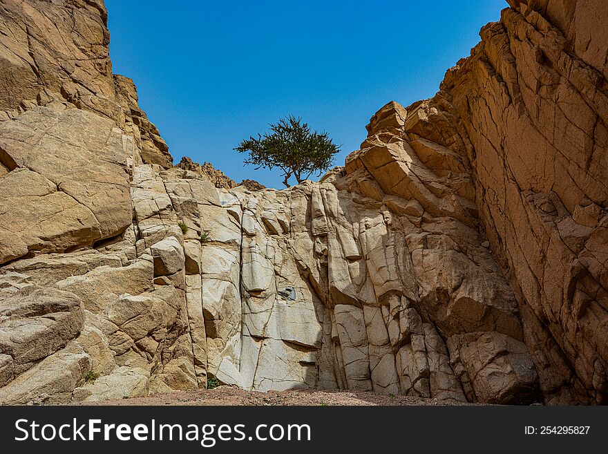 A Tree Growing Out Of Stone In The Sandy Mountains Of The Desert