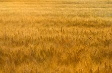 Wheat Field Royalty Free Stock Photos Wheat Field Royalty Free Stock Photos