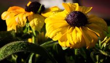 Black Eyed Susan Stock Photos Black Eyed Susan Stock Photos