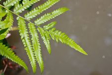 Green Fern Leaves Royalty Free Stock Image Green Fern Leaves Royalty Free Stock Image