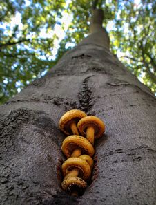 Mushrooms On A Tree Stock Photos Mushrooms On A Tree Stock Photos