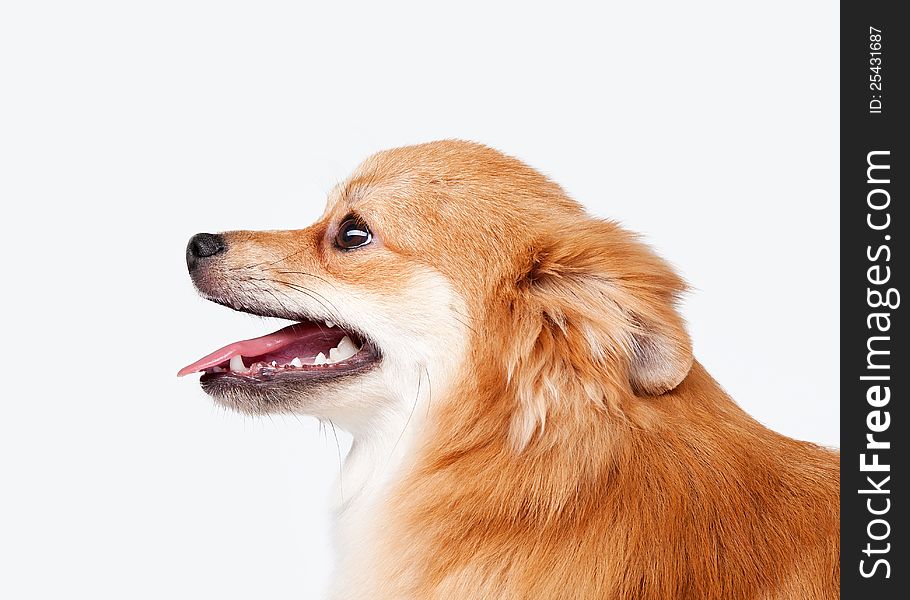 Pomeranian puppy on white gradient background