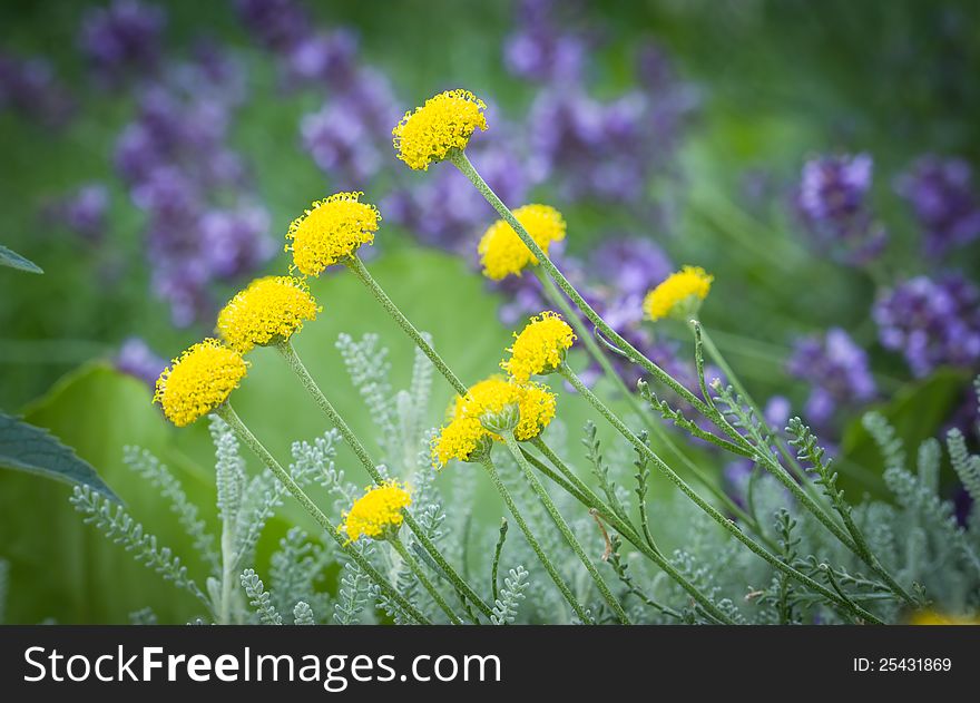 Yellow flower with a lavender background. Yellow flower with a lavender background