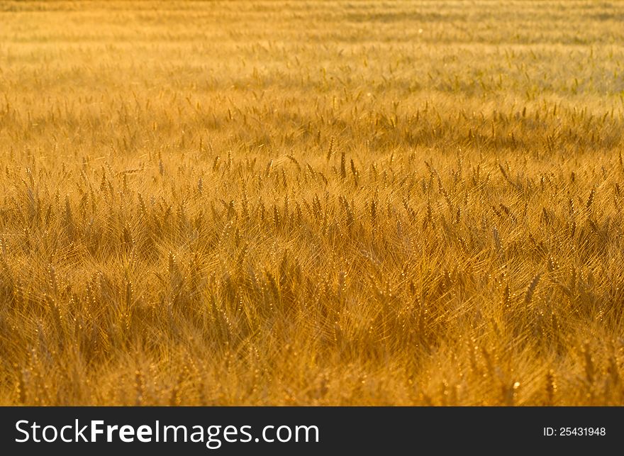 Wheat field illuminated by the rays of the setting sun