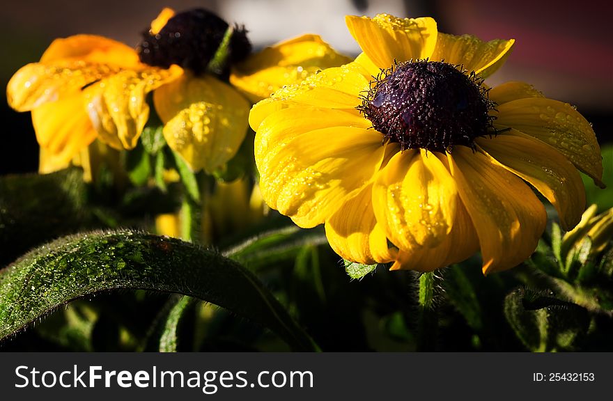 A shot of Black Eyed Susans early one dewy morning.