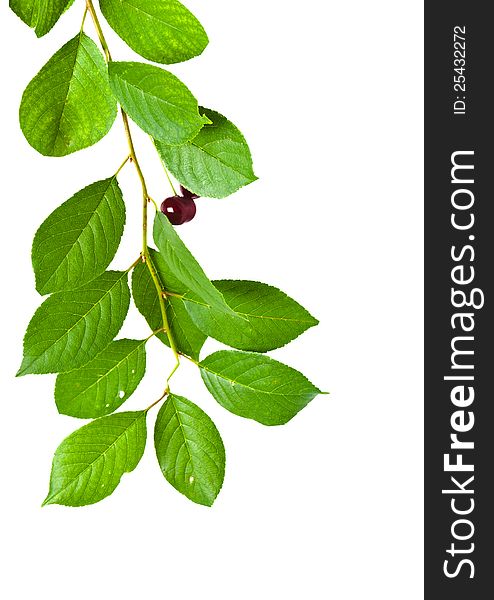 Branch of cherry it is isolated with leaves and berries