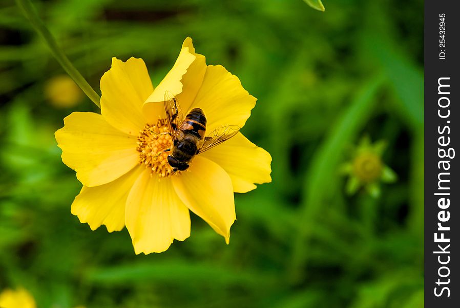 A bee sitting on a bright, yellow flower. It is the nectar is stored for the winter. A bee sitting on a bright, yellow flower. It is the nectar is stored for the winter.