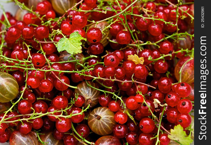 The bright, red currants and gooseberries are very sweet look appetizing. This year the harvest is very tasty and useful. The bright, red currants and gooseberries are very sweet look appetizing. This year the harvest is very tasty and useful.