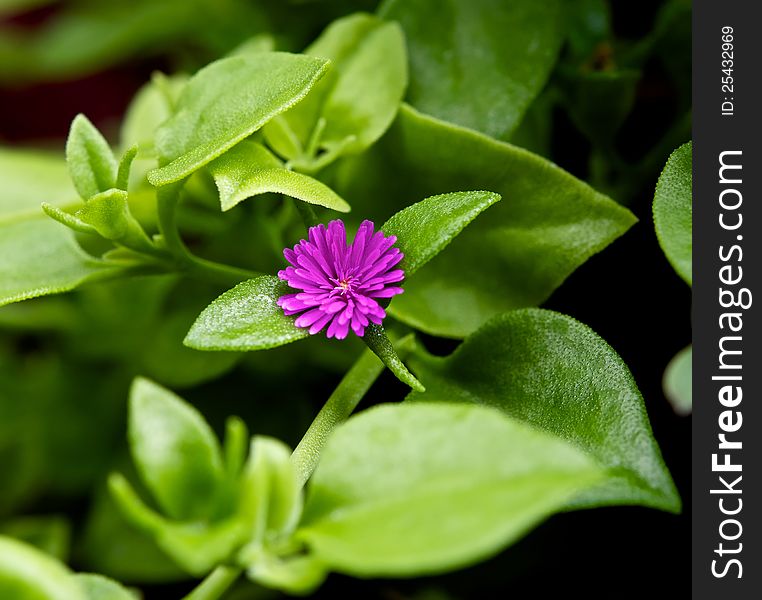 Among the tender leaves can be seen a little flower. Its bright purple petals stand out on a green background. Among the tender leaves can be seen a little flower. Its bright purple petals stand out on a green background.