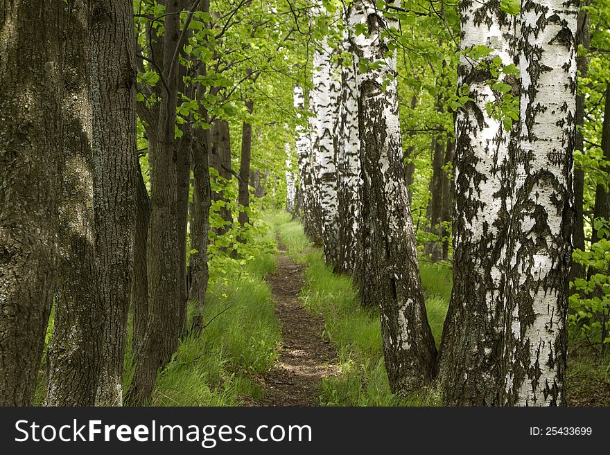 Beautiful footpath in the forest between the limes and birches