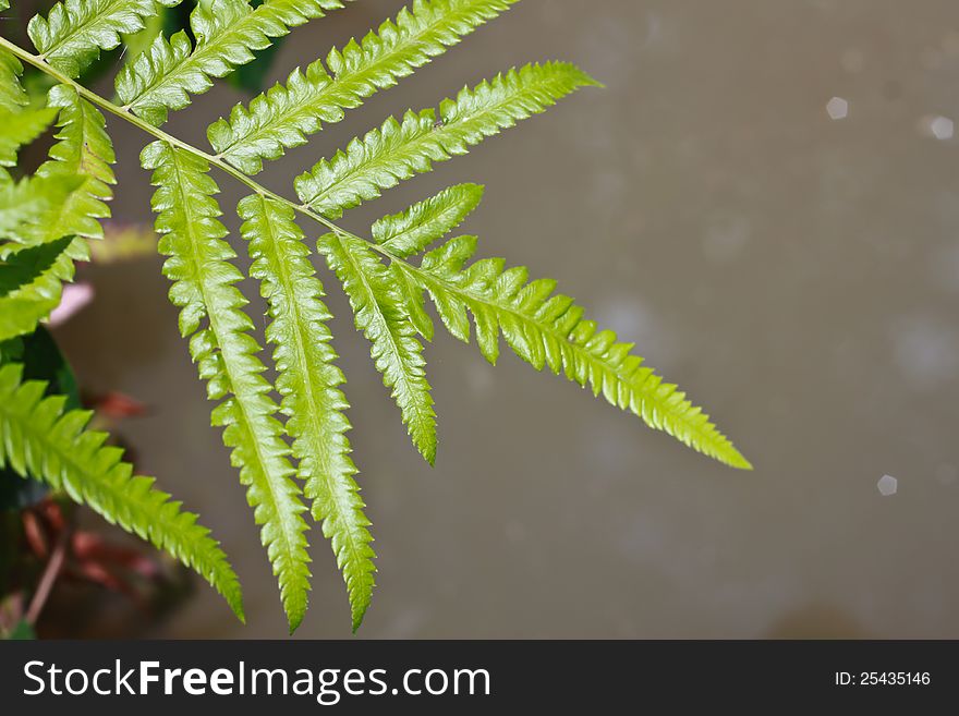 Fresh green fern leaves background