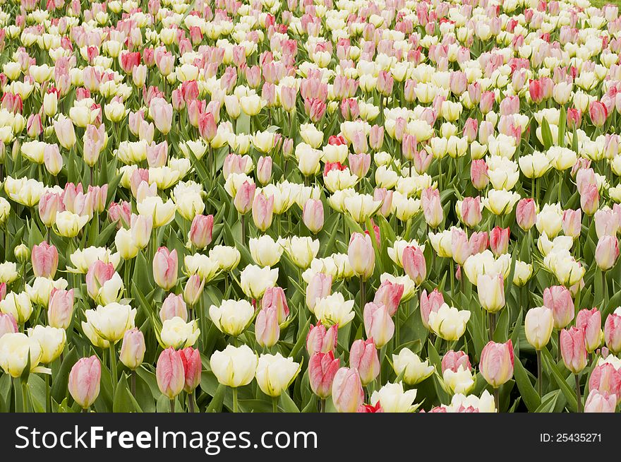 Blooming pink tulips and other spring flowers in the Keukenhof park, Netherlands. Blooming pink tulips and other spring flowers in the Keukenhof park, Netherlands