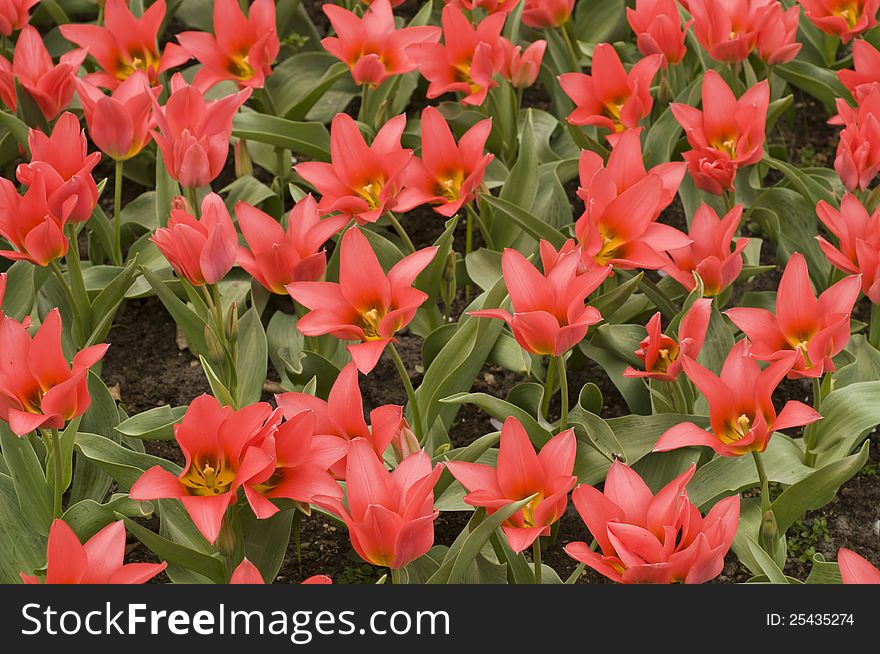 Blooming red tulips and other spring flowers in the Keukenhof park, Netherlands. Blooming red tulips and other spring flowers in the Keukenhof park, Netherlands