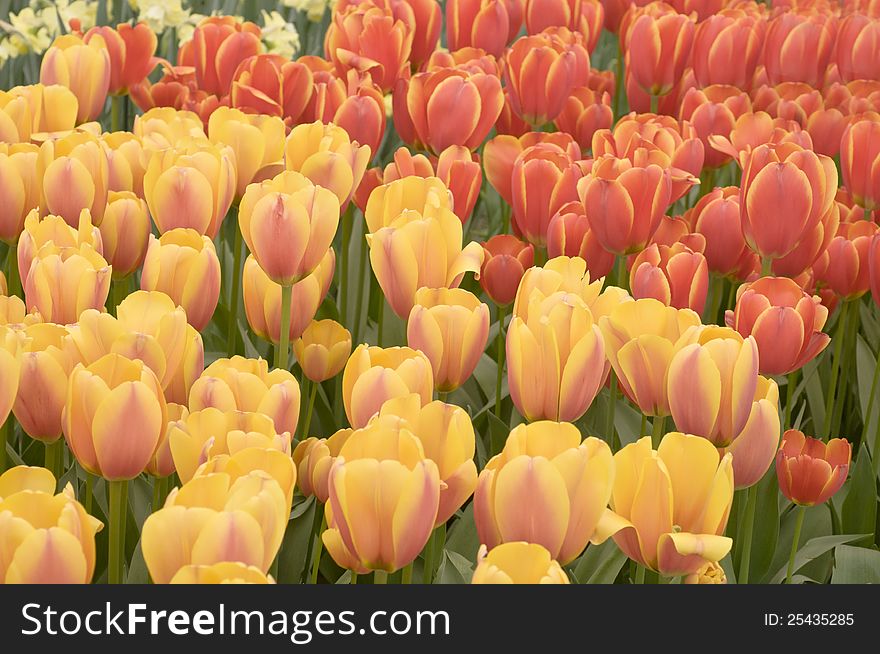 Blooming red  and yellow  tulips  in the Keukenhof park, Netherlands. Blooming red  and yellow  tulips  in the Keukenhof park, Netherlands