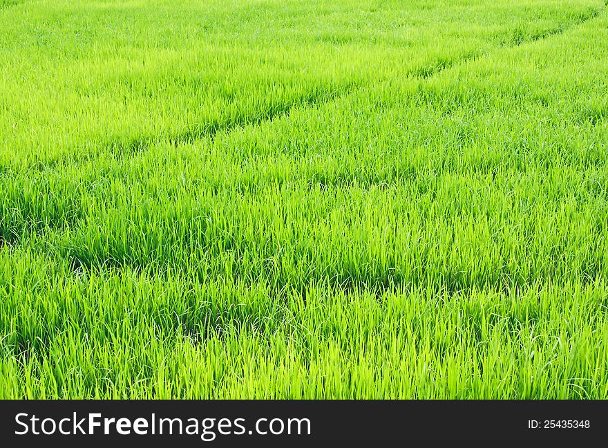 Green rice fields