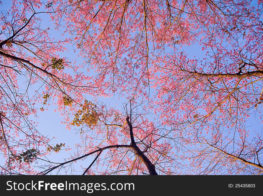 Wild Himalayan Cherry in Chaingmai, Thailand