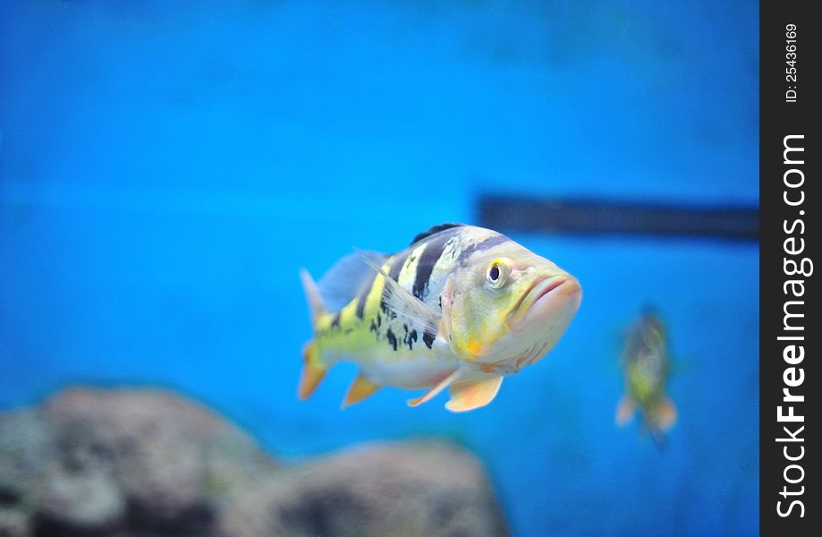 The fish in aquarium, Thailand