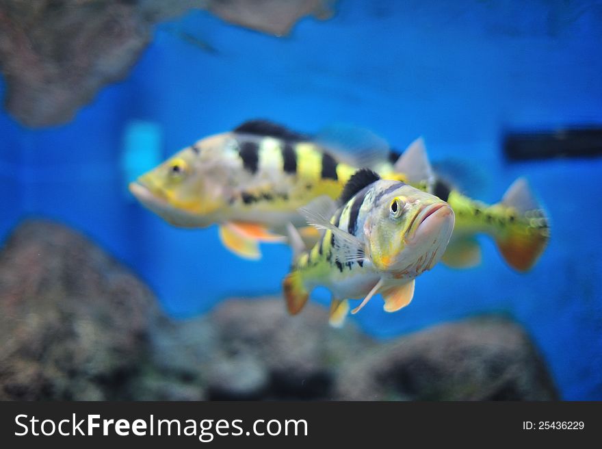 Fish in aquarium