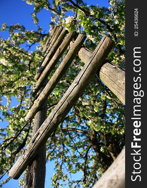 Wooden ladder leading up into the crown of apple