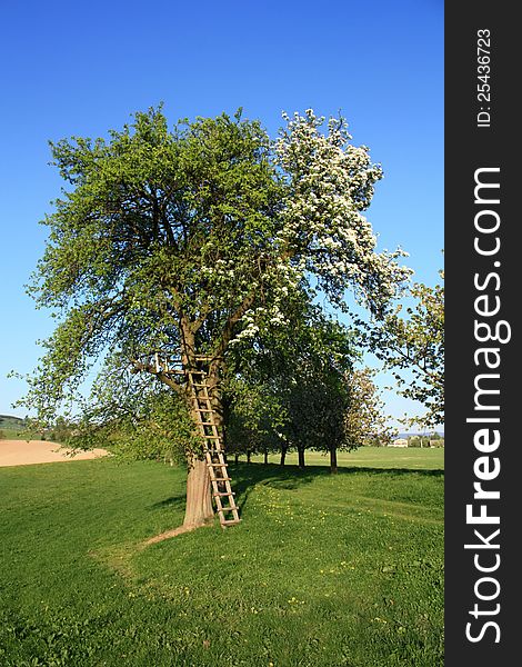 Wooden ladder leaning against the apple tree, half a tree flowers, tree with white flowers on a sunny day