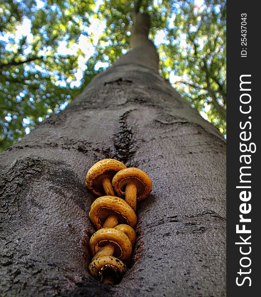 Mushrooms on a tree in early autumn. Trees are still green.