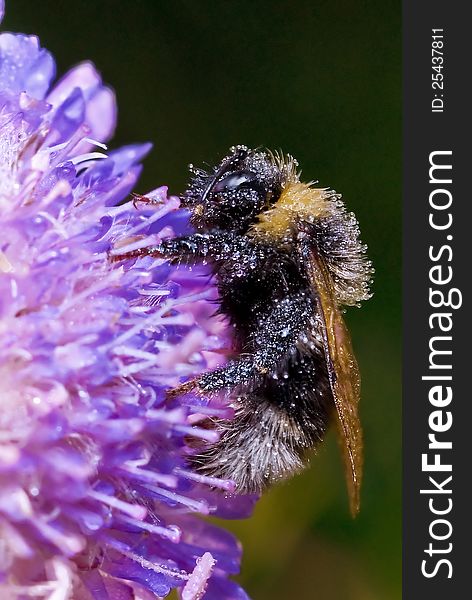 Sleep Bumblebee On A Field Flower