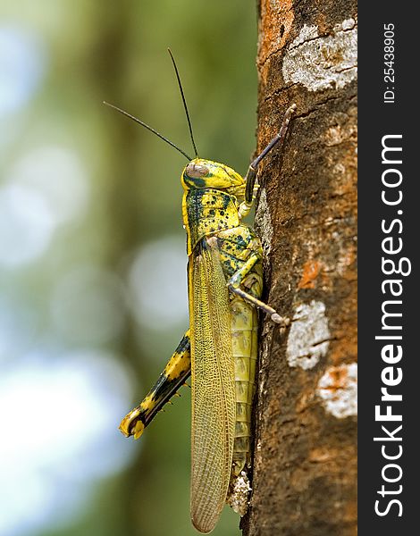 Closeup of a grasshopper on a tree.