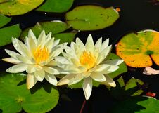 Flowers In A Pond With Lily Pads. Royalty Free Stock Image