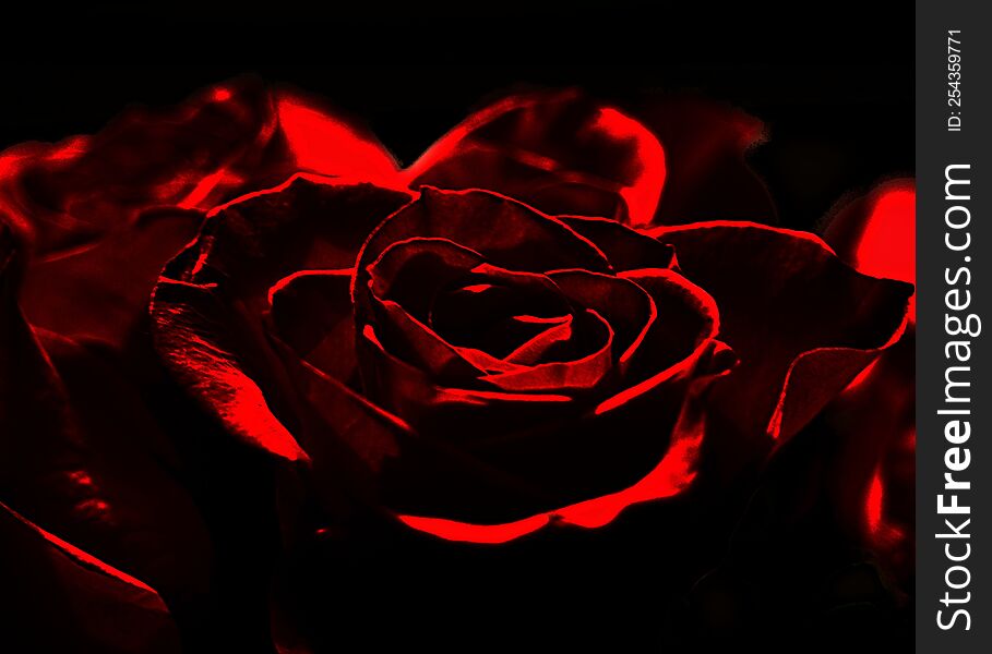 A red rose in a dark room.