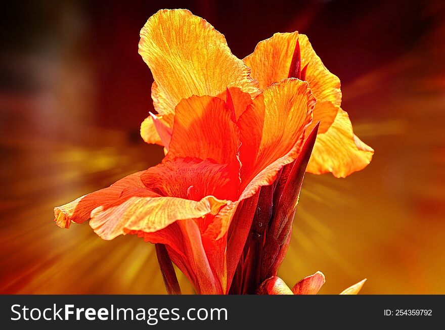 A close shot of a orange flower.