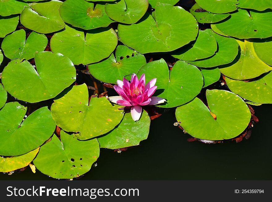 A Bright Pink Lotus Flower.