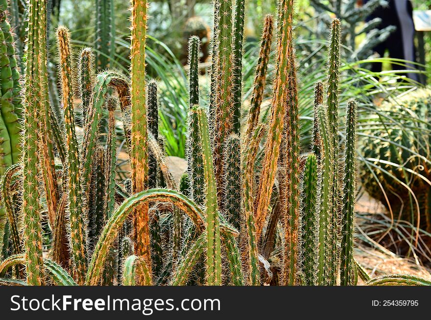 Prickly cacti in a bunch