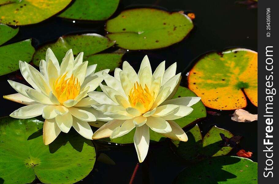 Flowers in a pond with lily pads.