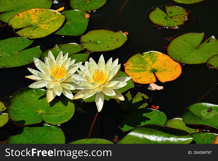 Flowers in a pond with lily pads.